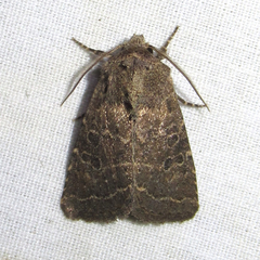 Protorthodes texicana