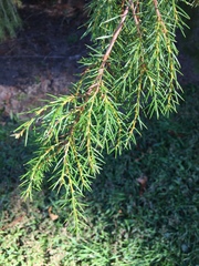 Juniperus rigida