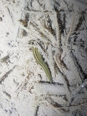 Whitmania pigra