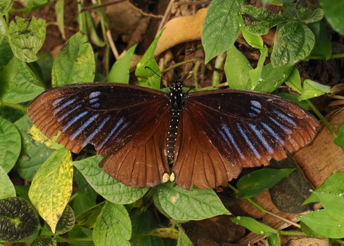 Papilio slateri