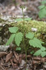Cardamine maxima