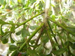 Podalyria microphylla