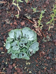 Twinpod (Physaria didymocarpa)