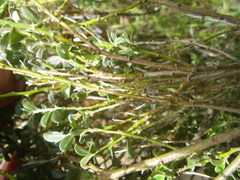 Podalyria microphylla