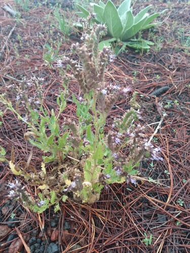 Saw phacelia (Phacelia serrata)