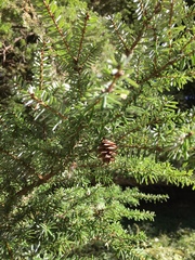 Tsuga diversifolia