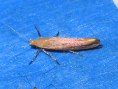 Ypsolopha
