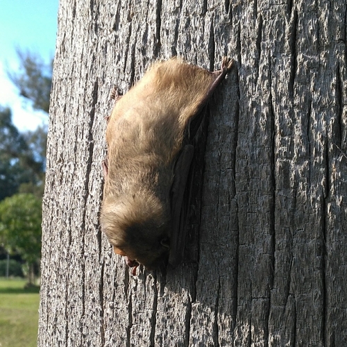 ミナミイエローコウモリ