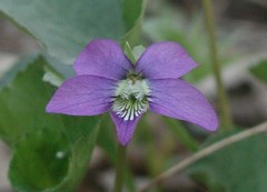 Viola cucullata
