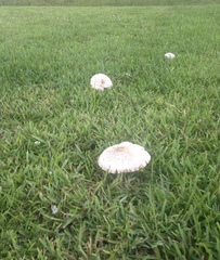 Chlorophyllum molybdites image