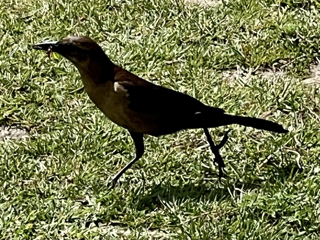 Boat-tailed Grackle (westoni)