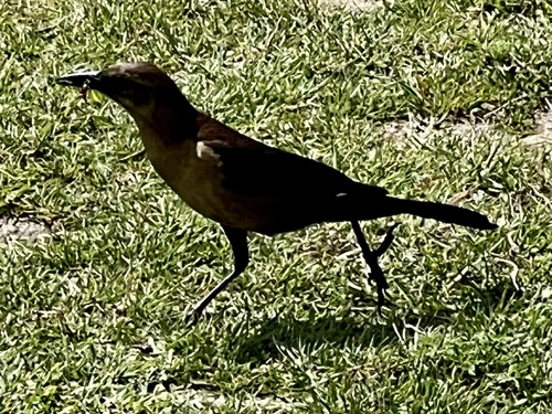 Boat-tailed Grackle (westoni)