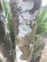 Fungi