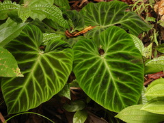 Philodendron verrucosum image