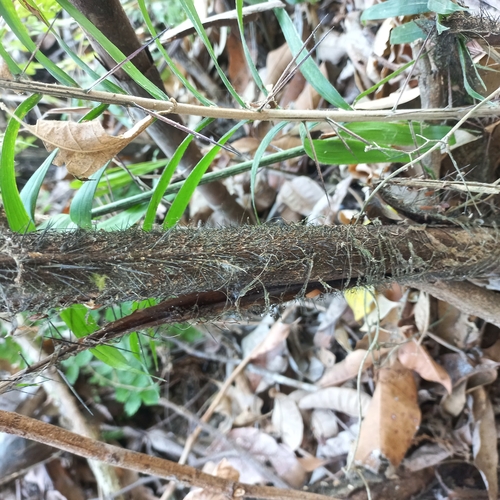 Image of Bactris major by (c) David Umanzor, some rights reserved (CC BY)