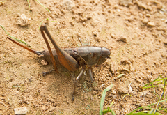 Bucephaloptera bucephala