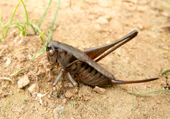 Bucephaloptera bucephala