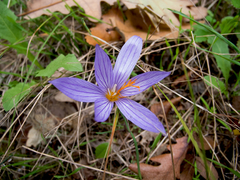 Crocus pulchellus