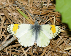 Anthocharis julia sulfuris