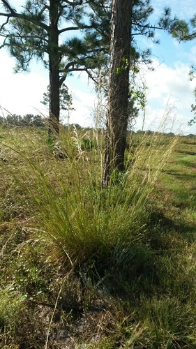 Andropogon brachystachyus image