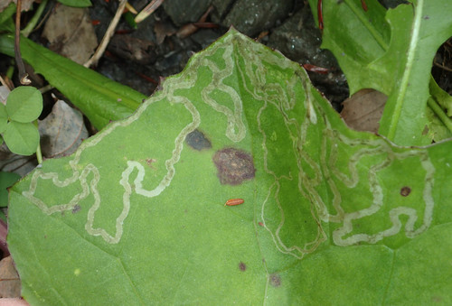 Phyllocnistis insignis