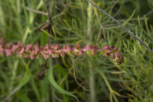 San Diego coastalcreeper (Aphanisma blitoides)