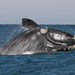 Southern Right Whale - Photo (c) Marcia Fargnoli, some rights reserved (CC BY-NC), uploaded by Marcia Fargnoli