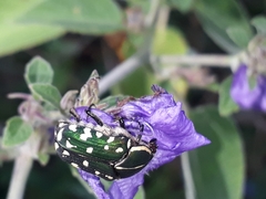 Clinteria spilota