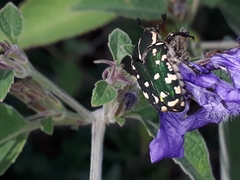 Clinteria spilota