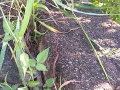 Imantodes gemmistratus