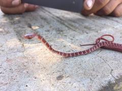 Imantodes gemmistratus