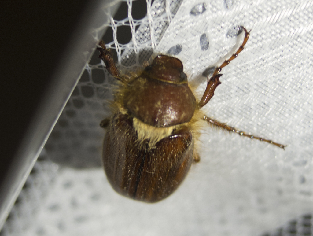Holochelus aequinoctialis