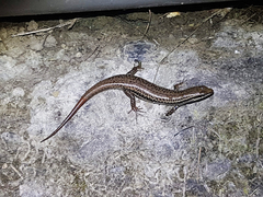 Sphenomorphus incognitus