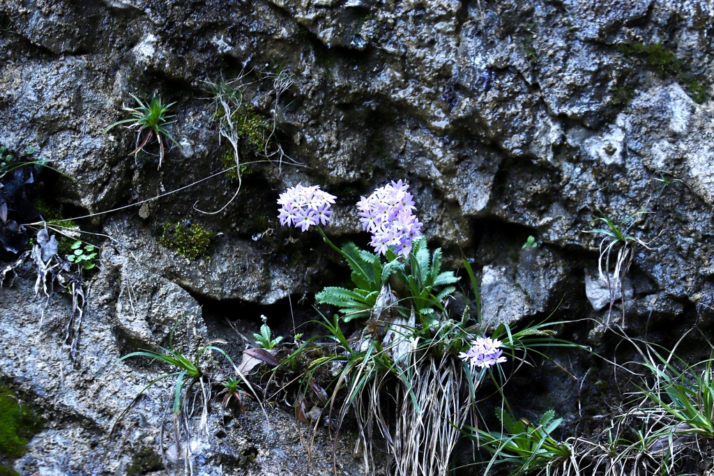 Primula sertulum