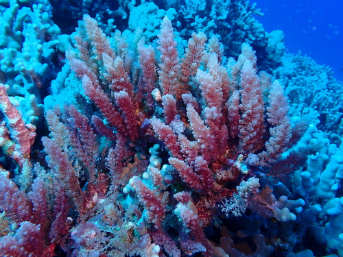 Asparagopsis taxiformis observed 2023-04-16