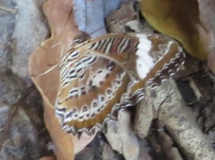 Cethosia penthesilea