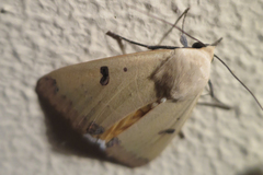 Ophiusa parcemacula