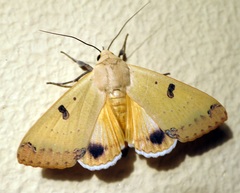 Ophiusa parcemacula