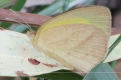Eurema herla