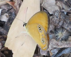 Hypocysta adiante antirius