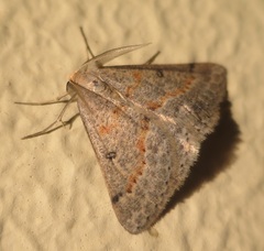 Nearcha ophla