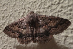 Eudesmeola lawsoni