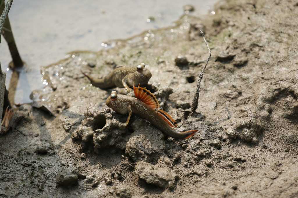 Largefin mudskipper (Periophthalmus magnuspinnatus) — Gobiidae