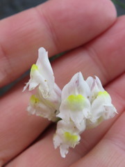 Antirrhinum siculum