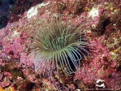 Cerianthus membranaceus