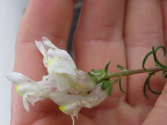 Antirrhinum siculum