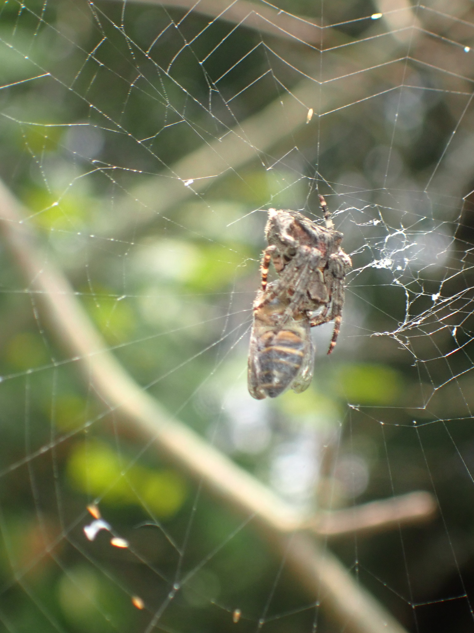 Araneus Ventricosus (L.Koch, 1878)