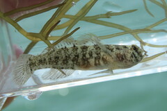 Code Goby photo 4
