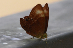 Abisara geza