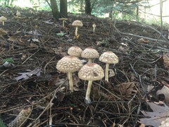 Rhacodium